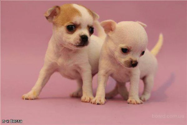 cucciolata di pincher chihuahua