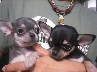 cucciolata di pincher chihuahua m/f