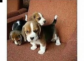 cucciolo di bigol 