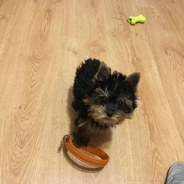cuccioli di yorkie sani in adozione | Foto 0
