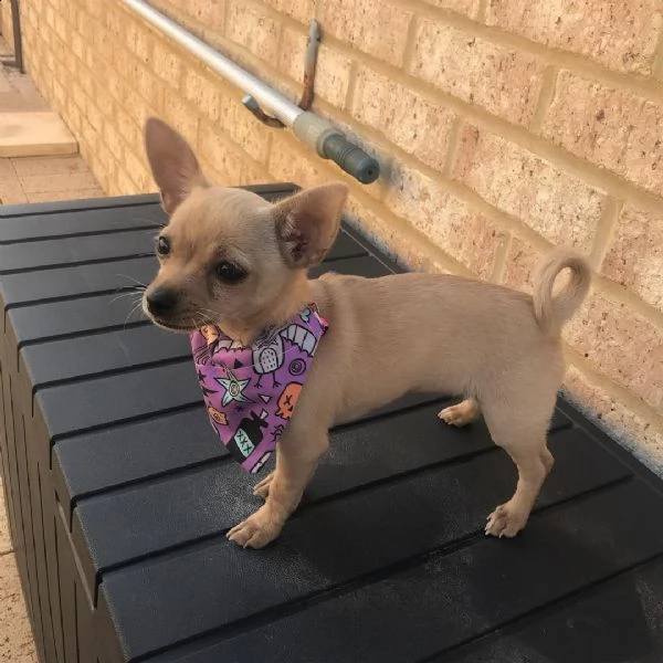 cuccioli di chihuahua belli e sani disponibili per il regalo