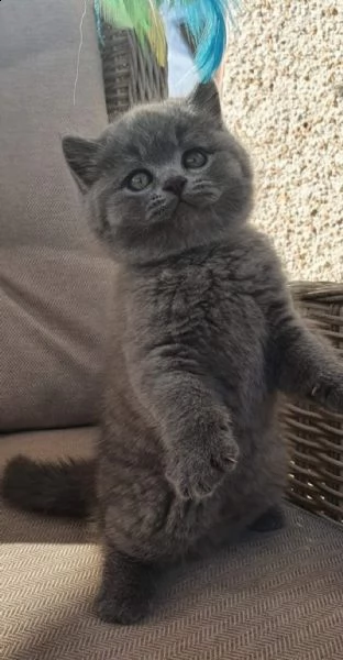  simpatici gattini british shorthair | Foto 0