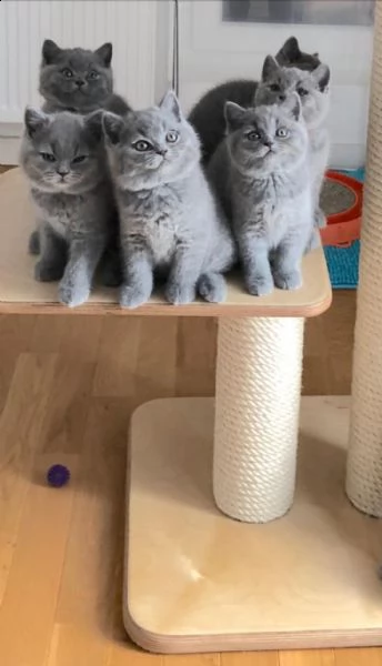  simpatici gattini british shorthair