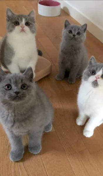  british shorthair disponibile per il re-home