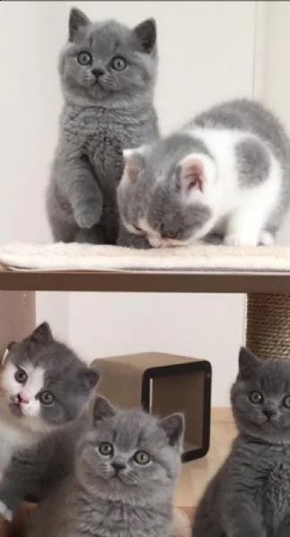 sia maschio che femmina blue british shorthair