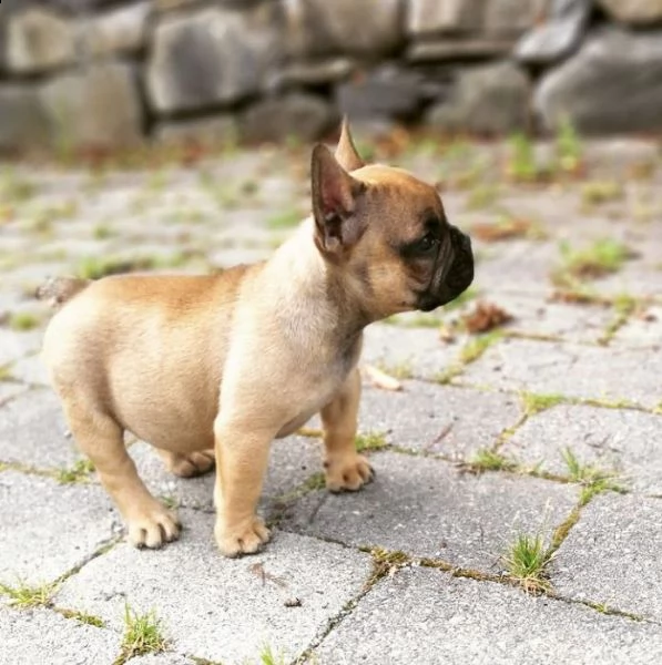  regalo bouledogue francese