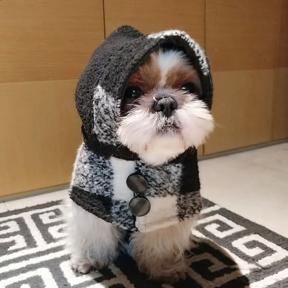  adorabili cuccioli di shih tzu maschi e femmine