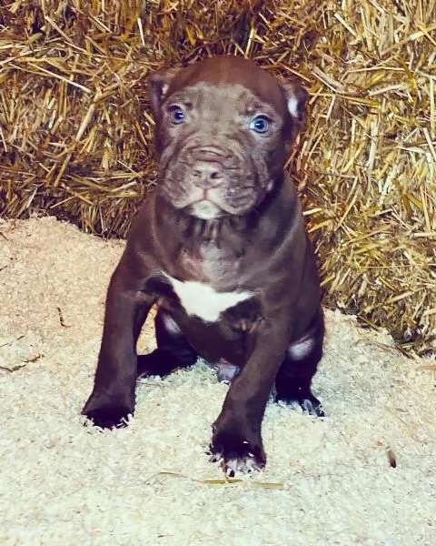 cuccioli di pit bull americani | Foto 0