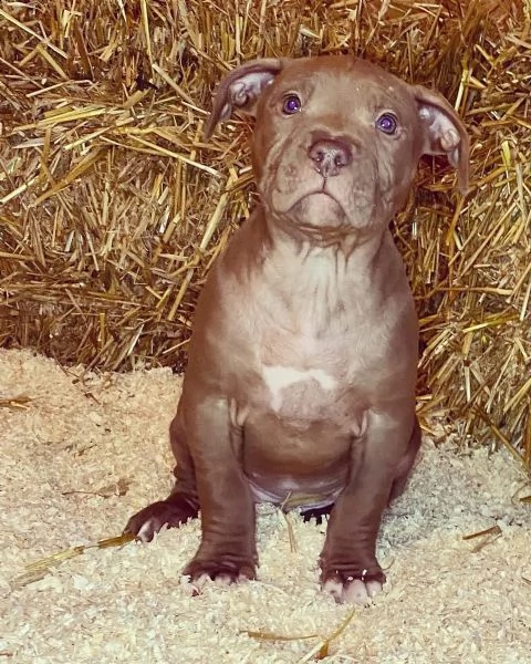 cuccioli di pit bull americani