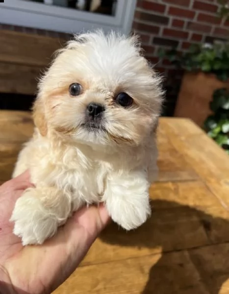 cuccioli di shih tzu imperiali