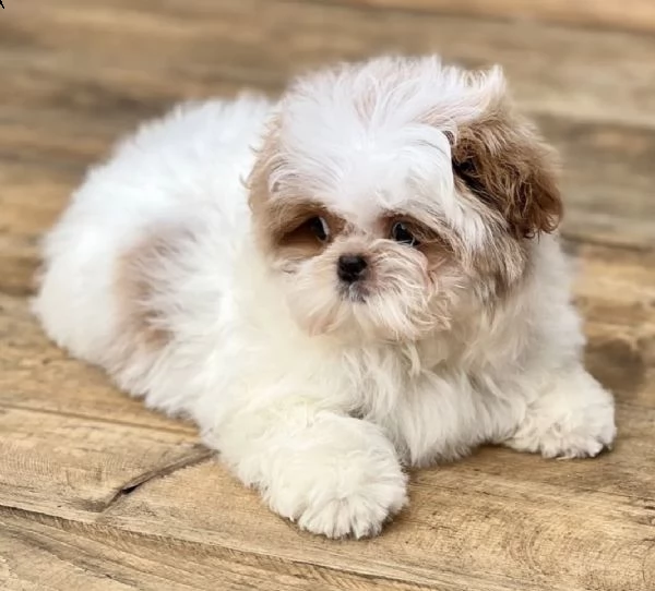 cuccioli di shih tzu imperiali | Foto 0