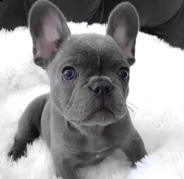 cuccioli di bulldog francese | Foto 1