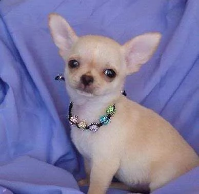 cucciolo di chihuahua mini toy