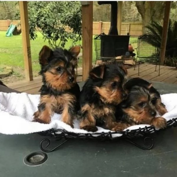   adorabili cuccioli di yorkshire terrier maschio e femmina