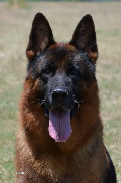 cuccioli di pastore tedesco allevamento enci/fci