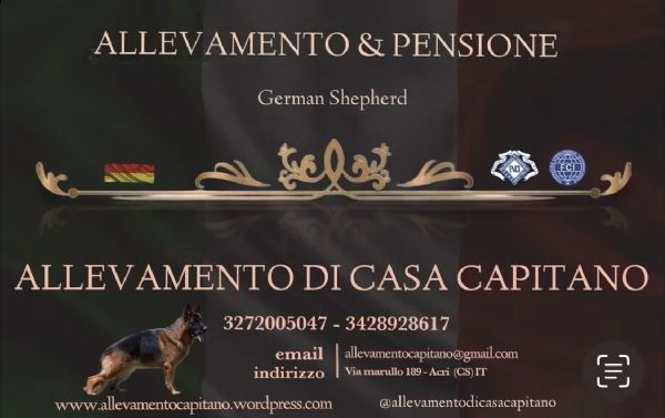 cuccioli di pastore tedesco allevamento enci/fci | Foto 6