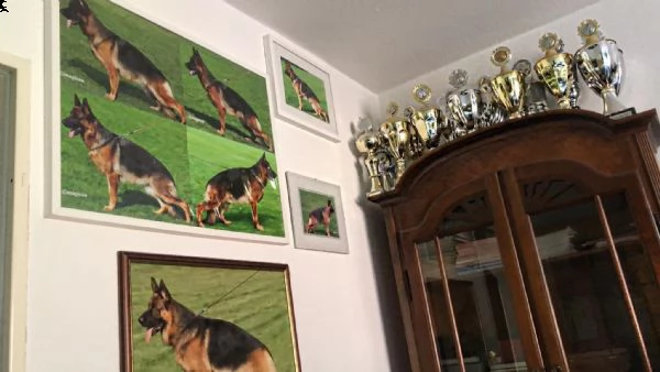 cuccioli di pastore tedesco allevamento enci/fci | Foto 5