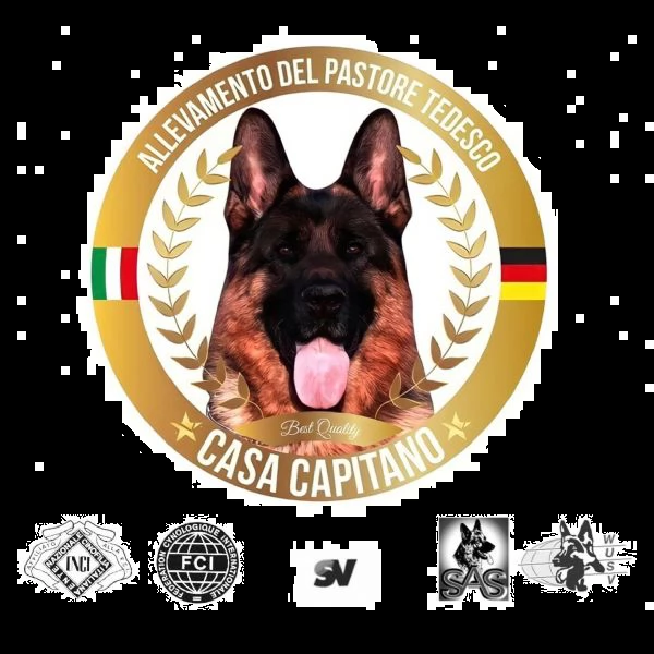 cuccioli di pastore tedesco allevamento enci/fci | Foto 4