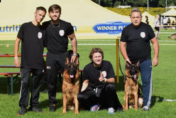 cuccioli di pastore tedesco allevamento enci/fci | Foto 3