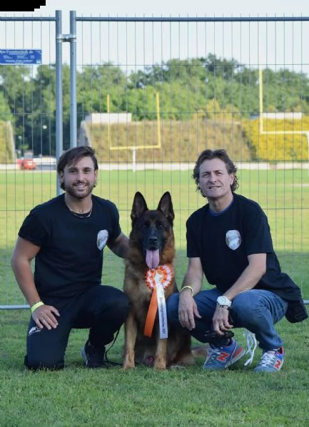cuccioli di pastore tedesco allevamento enci/fci | Foto 1