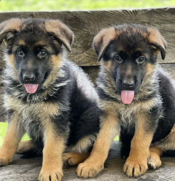 cuccioli di pastore tedesco allevamento enci/fci | Foto 0
