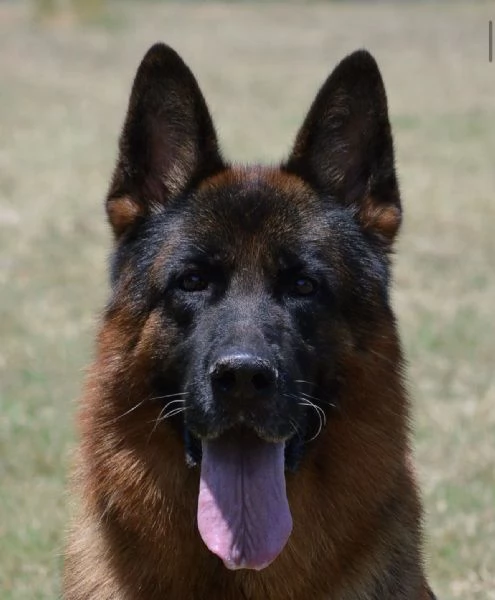 Cuccioli di pastore tedesco allevamento ENCI