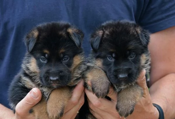 Cuccioli di pastore tedesco allevamento ENCI | Foto 0