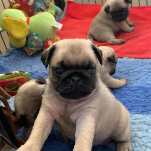 cucciolo di carlino mozzafiato | Foto 1