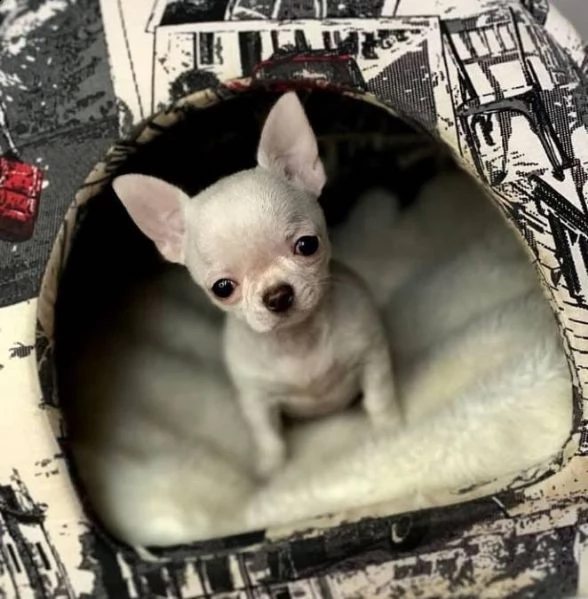chihuahua mini mini toy messicani per intenditori