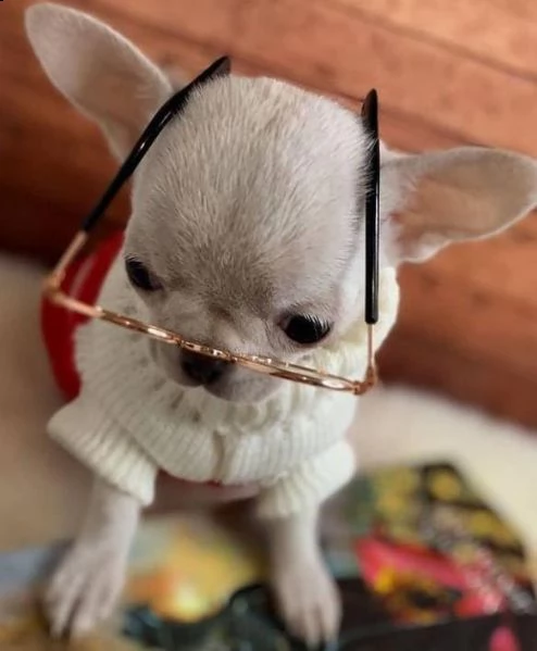 chihuahua mini mini toy messicani per intenditori | Foto 0