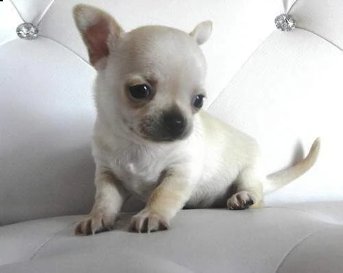  cuccioli di chihuahua toy 