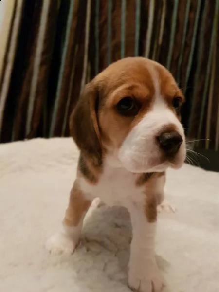  cuccioli di beagle 