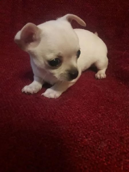 cuccioli di chihuahua 