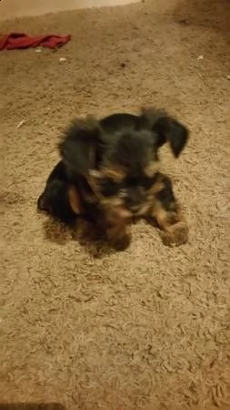  cuccioli di yorkshire 