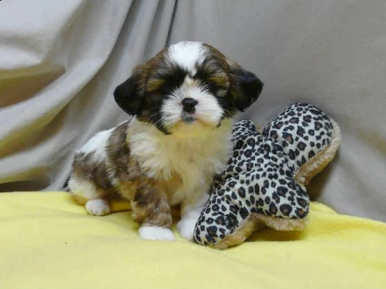  cuccioli di shitzu 