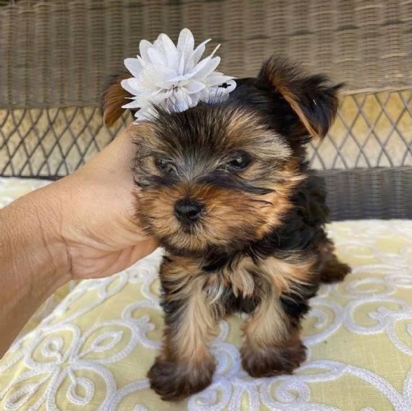    adorabili cuccioli di yorkshire terrier maschio e femmina