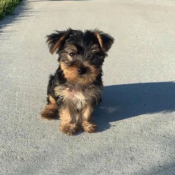 shih tzu