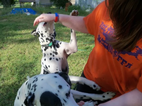  cuccioli dalmata per l'adozione