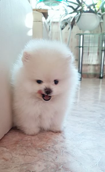 dolci cuccioli di spitz pomerania disponibili | Foto 0