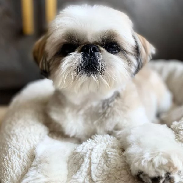 regalo cuccioli shih tzu avente : primi vaccini, passaporto, libretto sanitario, microchip. possibil