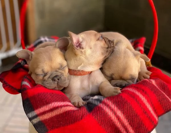 cuccioli di bulldog francese per l'adozione bellissimi cuccioli disponibili, carattere adorabile , s