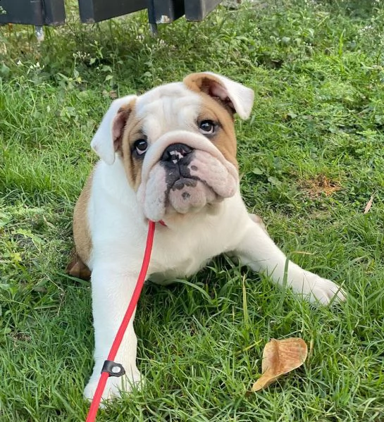 cuccioli inglese bulldog disponibili per adozione cuccioli disponibili bulldog inglese cuccioli disp