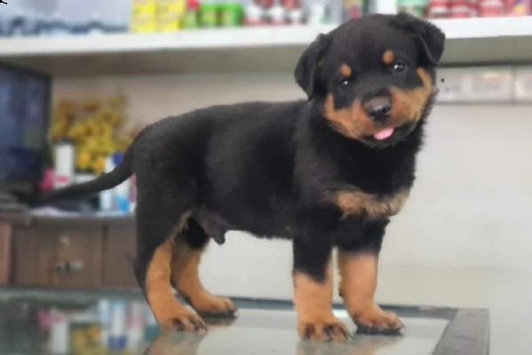  cuccioli di rottweiler ben addestrati in adozione