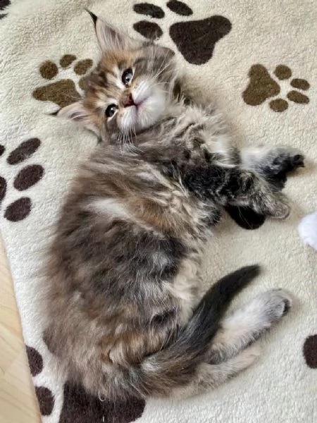 maine coon cuccioli con pedigree | Foto 0