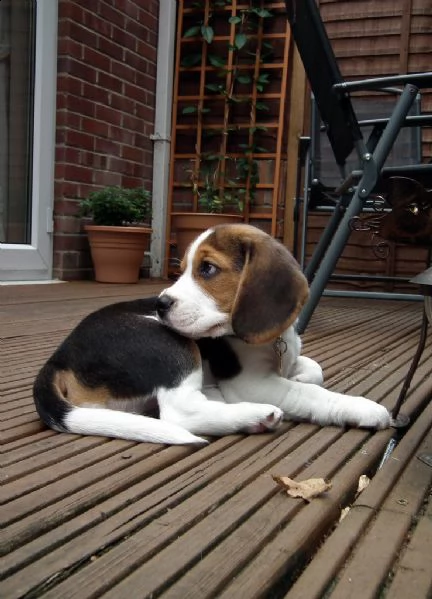 beagle tricolore cuccioli