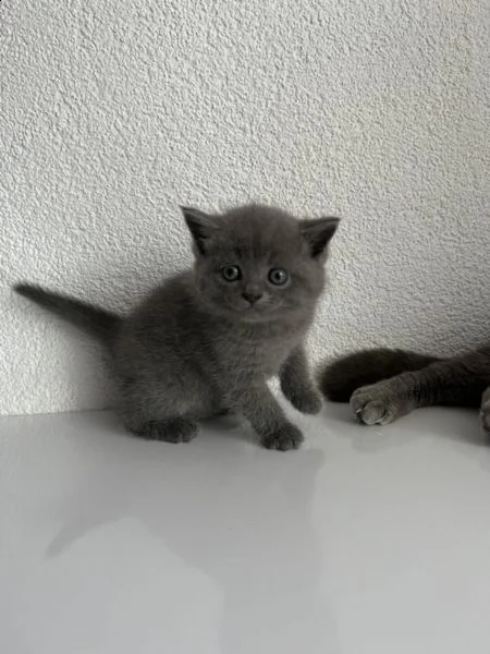 british shorthair