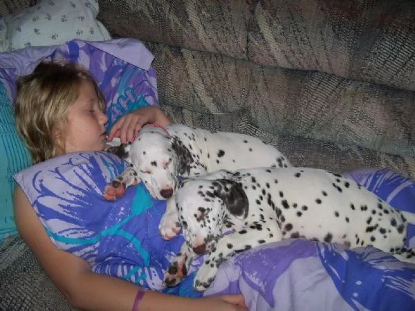  cuccioli dalmata per l'adozione