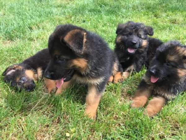 pastore australiano maschio e femmina