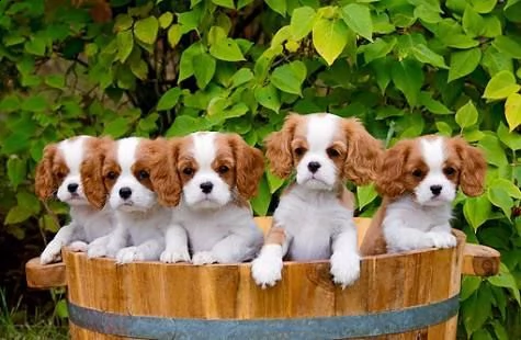  regalo cuccioli cavalier king charles