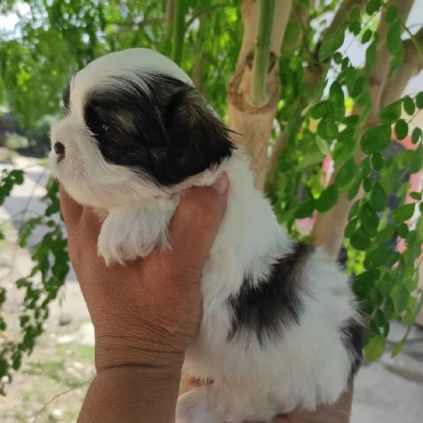  adorabili cuccioli di shih tzu maschi e femmine